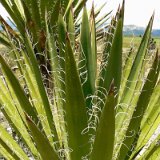 YUCCA (Agavoideae)